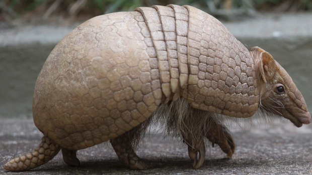 armadillo