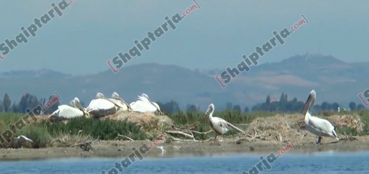 laguna shpendet