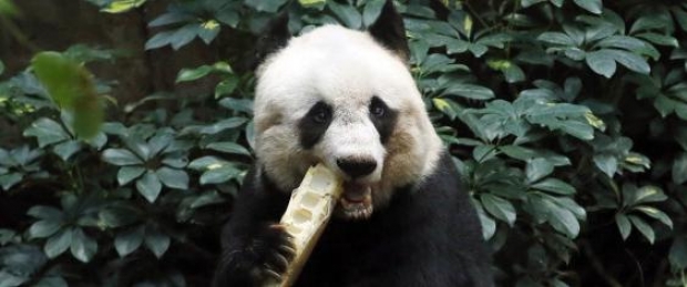 panda jia jia 