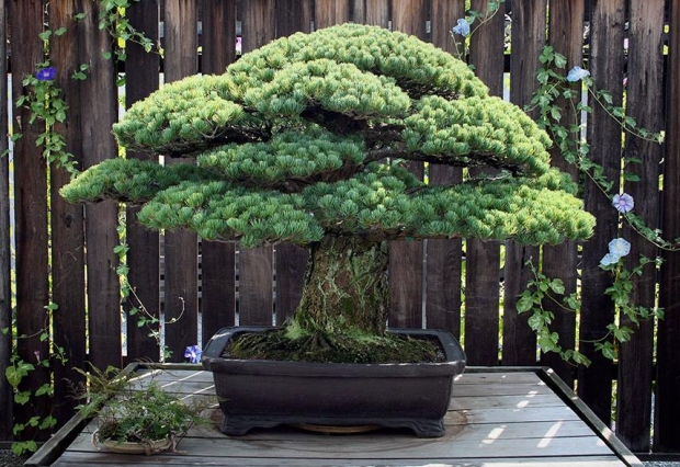 pema bonsai