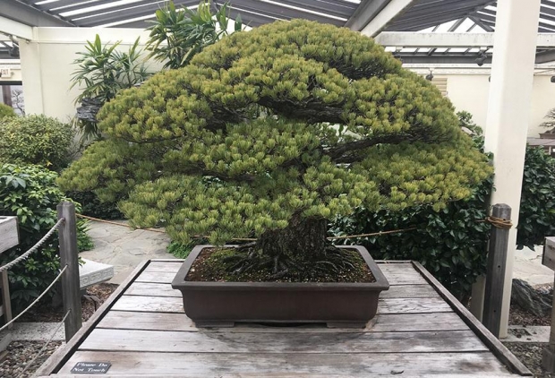 pema bonsai