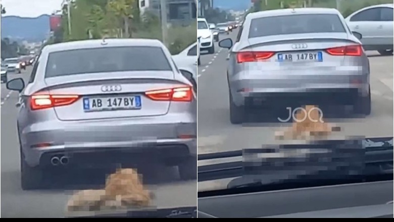 Tiranë/ Pamje tmerri, automjeti tërheq zvarrë qenin në rrugët e kryeqytetit