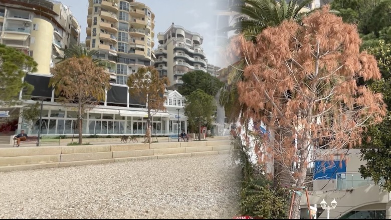 U mbollën dy vite më parë, thahen pishat në Sarandë! Drejtori i gjelbrimit: Mund të jetë prishur rrënja nga pakujdesia në transport