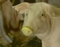 Derra q&euml; b&euml;hen t&euml; gjelb&euml;r<br />n&euml; err&euml;sir&euml;, shpikja e re