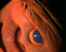 'Kallamari vampir', jeton n&euml; 3000 m<br />thell&euml;si dhe ushqehet me alga