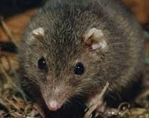 Brejtësi që dashuron deri në vdekje