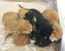 Ambasada e SHBA: Sot, Dita e<br />kafshëve endacake, le t'i ndihmojmë