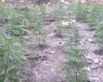 Kontrollet për kanabis nga ajri, nesër<br />mbërrin avioni italian në Shqipëri