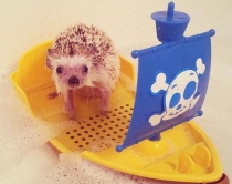 Norman, iriqi më i famshëm i <br />Instagramit që të gjithë e duan