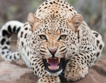 Fshatarët shpëtojnë<br />leopardin e ngecur në pus