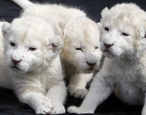 Magjistarët ekspozojnë<br />këlyshët e bardhë të luanëve