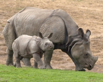 Vogëlushi i rrallë<br />i rinocerontit