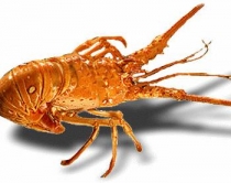 Një karavidhe e<br />çuditshme portokalli