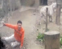 FOTOLAJM / I dështon vetëvrasja<br />Tigrat refuzojnë të hanë 27-vjeçarin