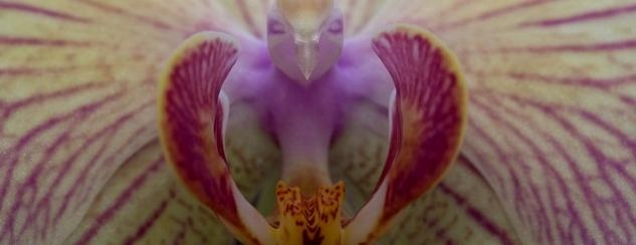 Fotografi që dalloi në qendër<br />të orkidesë "zogun-shqiponjë"