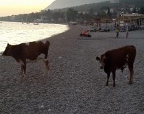 Fotolajm/ Dhërmi, lopët “shijojnë”<br />perëndimin e diellit në bregdet