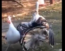 VIDEOLAJM/ Gjeli i detit &ldquo;trulloset&rdquo; nga pula q&euml; i vjen rrotull