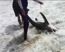 Videolajm/peshkaqeni i bardhë në<br />bregdet, shpëtohet nga dy njerëz