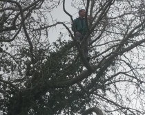 Foto/ Aksioni i IKMT, i riu hipën në<br />pemë: Hidhem po mu prish shtëpia