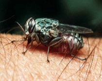 Ja insektet më të rrezikshme<br />që mund të shkaktojnë vdekjen