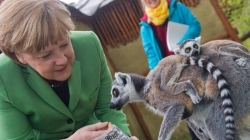 FOTOLAJM/ Angela Merkel<br />ushqen dhe përkëdhel një lemur 