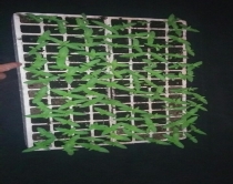 Kapen 120 gr kanabis, arrestohen<br />shtetasit&nbsp;Nazmi Bilja,G&euml;zim Celami&nbsp;