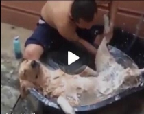 Videlajm/ Ky qenush i adhuruesh&euml;m<br />e pret&nbsp;me padurim or&euml;n p&euml;r t'u lar&euml;