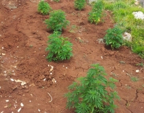 Kapen &ldquo;mat&rdquo; teksa mbillnin kanabis <br />në parcel, arrestohen 4 persona 