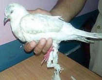 Policia Indiane 'arreston pëllumbin'<br />akuzohet se është 'spiun' pakistanez 