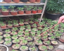 Lushnje, mbollën 800 rrënjë Canabis<br />në banesa arrestohen kultivuesit