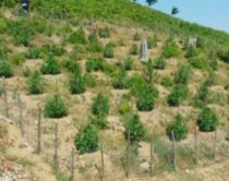 ​Dy të arrestuar në Tiranë dhe Has<br />për kultivim të bimëve kanabis sativa
