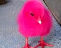 Video lajm/ Ja sa vuajnë zogjtë e<br />pulave për tu bërë lodra fëmijësh...