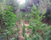 46 mijë rrënjë kanabis brenda 2015<br />janë asgjesuar vetëm në Gjirokastë