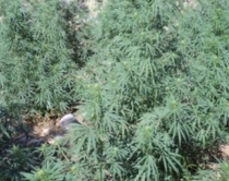 Asgjesohen 13973 rr&euml;nj&euml; kanabis<br />n&euml; Vlor&euml;, Skrapar dhe Shkod&euml;