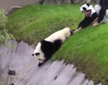VIDEO/ Panda e ngathët 'bën<br />skena' në kopshtin zoologjik