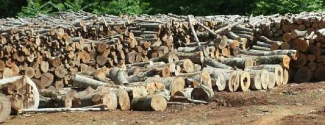 Shkelet moratoriumi i pyjeve në<br />Elbasan, prangosen 2 persona 