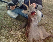 Vritet kaprolli i rrallë, si masakrohen<br />kafshët e egra nga gjahu i paligjshëm