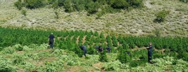 Raporti i DASH: Shqipëria burim<br />kryesor i prodhimit të marijuanës<br />Tahiri: SHBA vleresoi përpjekjet tona