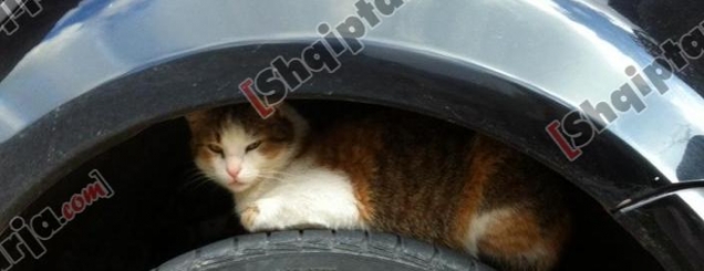 Fotolajm/Pranvera e von&euml; n&euml; zonat<br />malore dhe...macja q&euml; k&euml;rkon streh&euml;