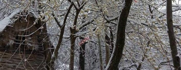 Fotolajm/Atëherë kur natyra<br />nuk pyet se në çfarë stine jemi