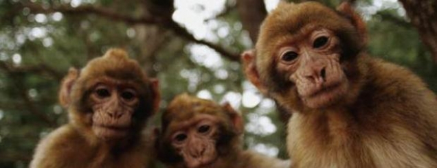 ​Majmunët mund të flasin, por<br />nuk kanë inteligjencën e nevojshme
