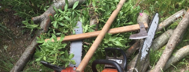 Dib&euml;r, s'raportuan p&euml;r pyllin e prer&euml;<br />procedohen 4 inspektor&euml; t&euml;&nbsp;ISHMPU