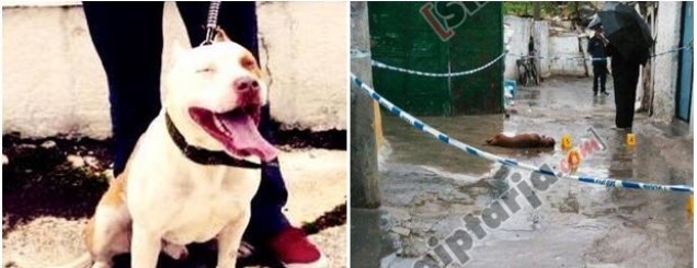 Video/ Tiranë, rreziku nga qentë<br />“Pitbull”, dy incidente në tre ditë