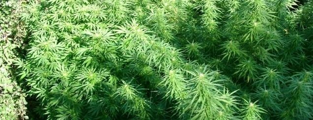 Vlorë asgjësohen 10 000 rrënjë<br />kanabis, në kërkim kultivuesit