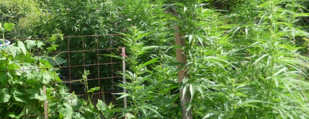 Rikthehet kultivimi i drogës në<br />Lazarat, asgjësohen 107 bimë kanabis