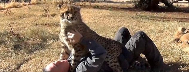 Shihni reagimin e leopardit pasi<br />takohet me kujdestarin që e rriti