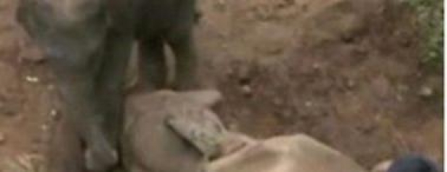Elefanti i vogël i lutet nënës së<br />ngordhur që të ‘çohet’ / VIDEO 
