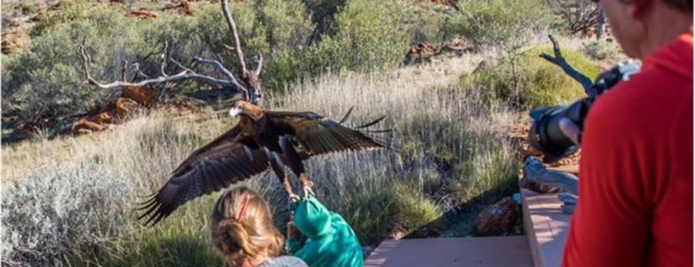 Australi, shqiponja tenton të rrëmbejë<br />fëmijën në një shfaqje të kafshëve