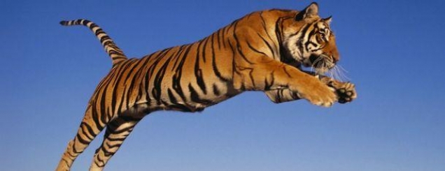 E frikshme, tigri sulmon dy gra<br />njëra prej tyre humb jetën /VIDEO 