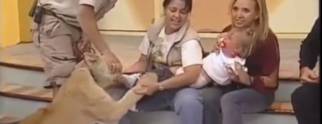 Video/ Meksikë, luani sulmon<br />fëmijën në emision, nëna qesh